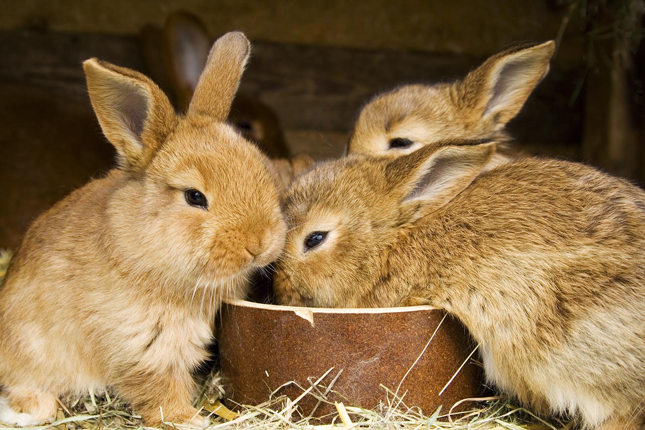 baby rabbits eating from a food bowl