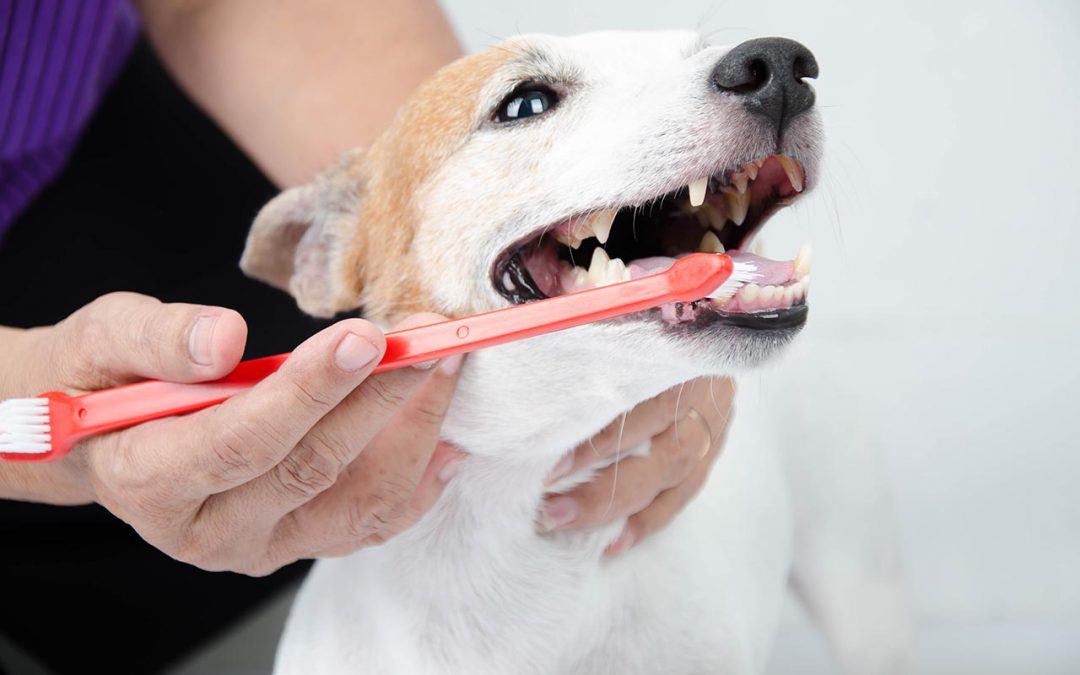 hand brushing dog's teeth for dental care
