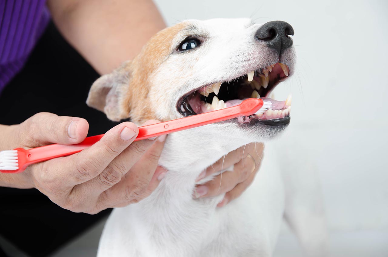 brushing the dog's teeth for dental care