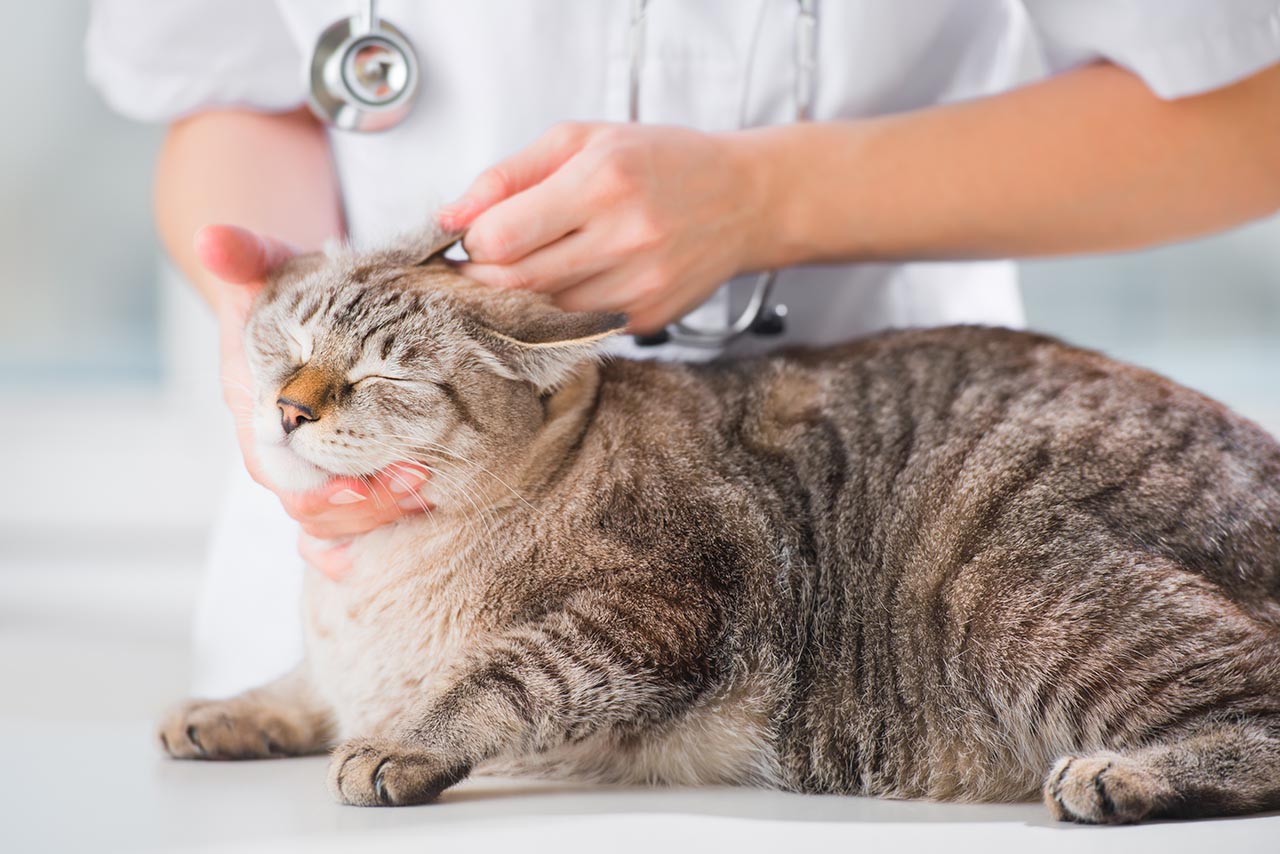 cat receiving a veterinary exam