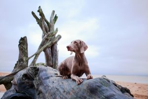 weimaraner dog on driftwood by the beach