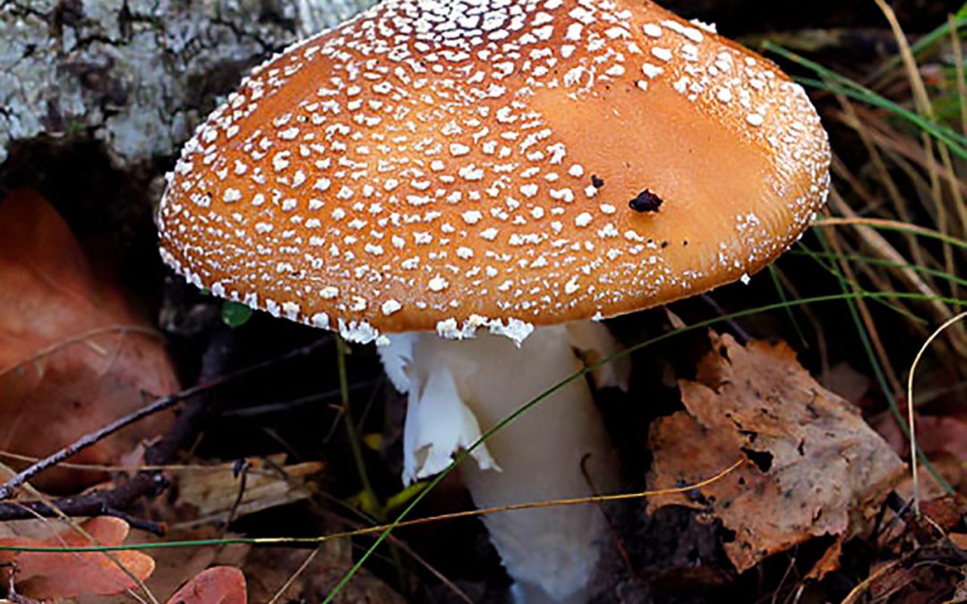 Mushroom Toxicity