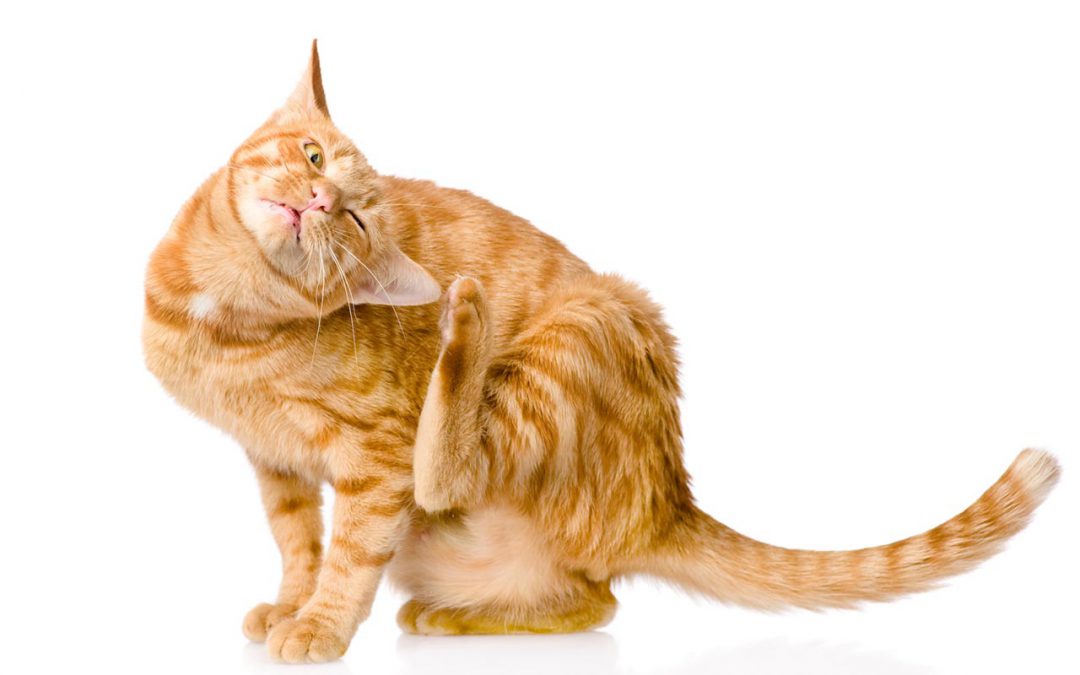 cat scratching its ear