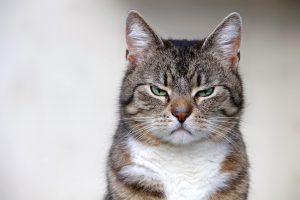 grumpy cat scowling at camera