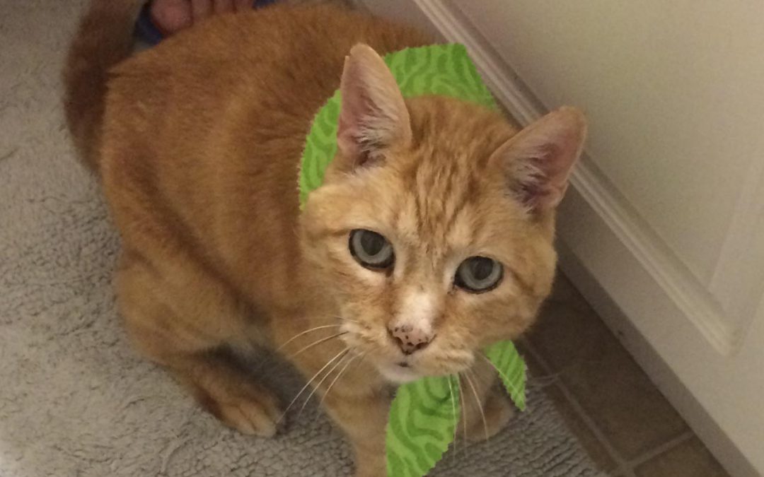 orange cat wearing green bandana