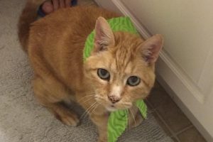 orange cat wearing green bandana