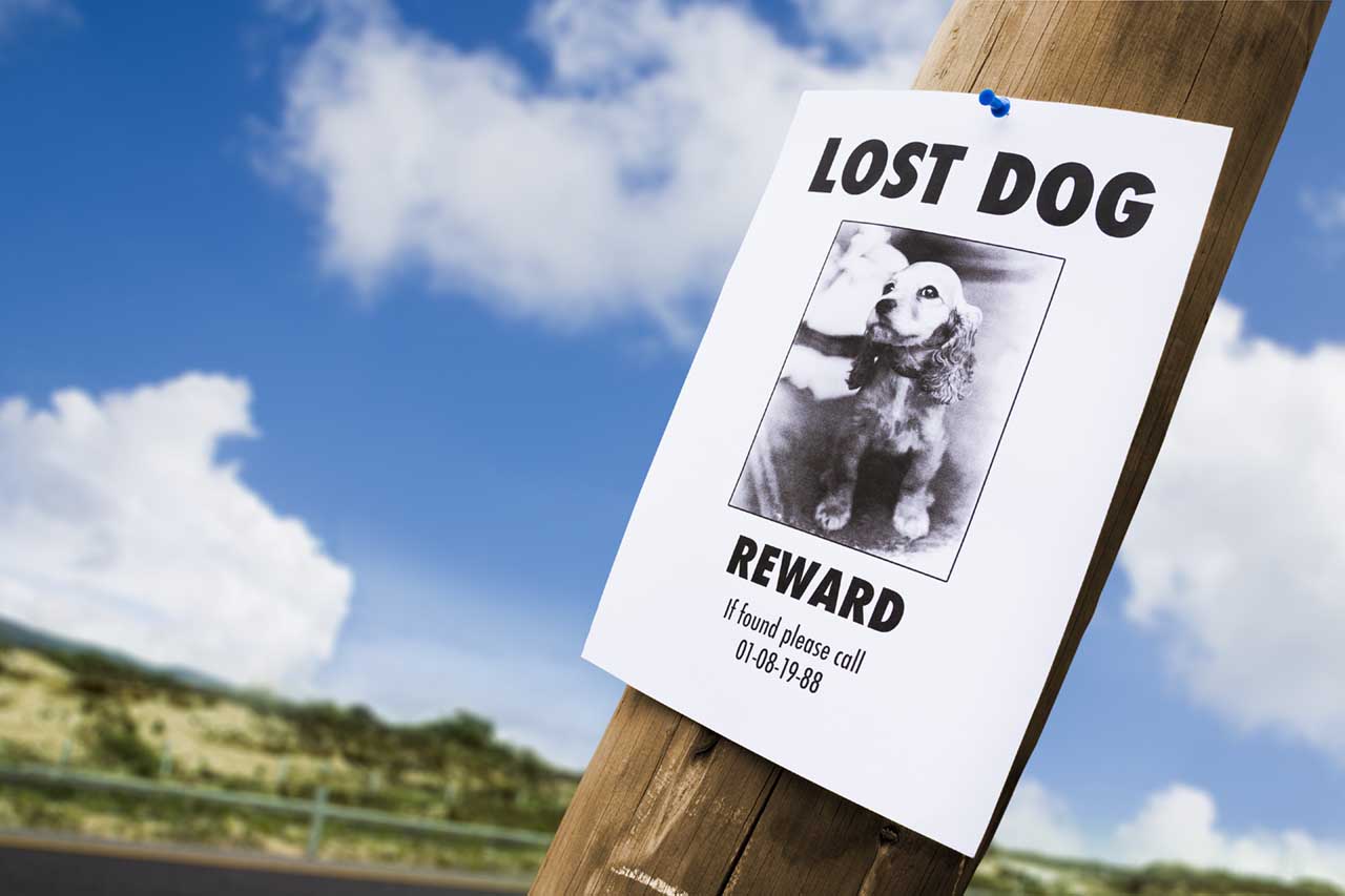 lost dog poster on lamp post
