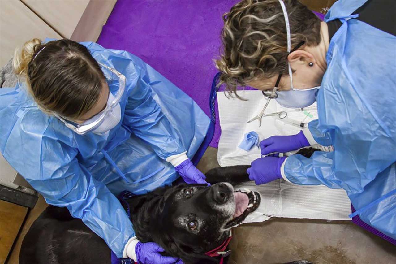 cancer in dogs can be treated with cheomtherapy