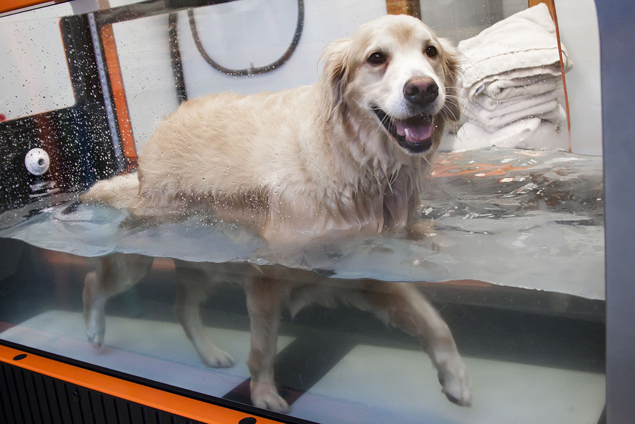 Happy Dog in water treadmill receiving hydrotherapy